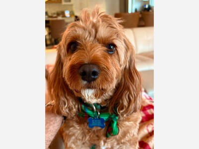 Adopt-A-Pet | Your next best friend needs your help...TODAY!