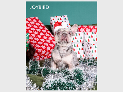 Joybird Mission Viejo Hosts Event to Benefit Wags & Walks Featuring Free Pet Portraits